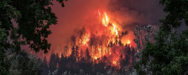 Лесные пожары привели к рекордным выбросам углекислого газа в 2021 году